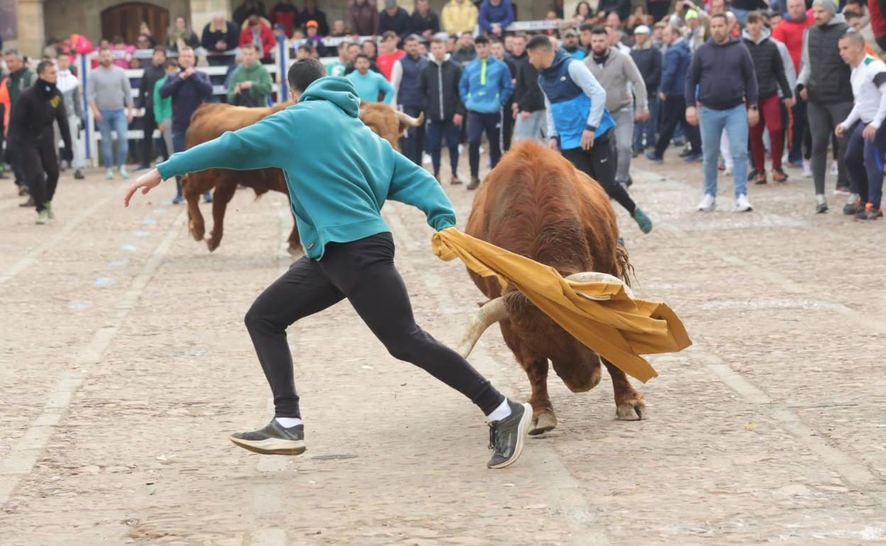 Dos de los toros en la zona de El Registro. 