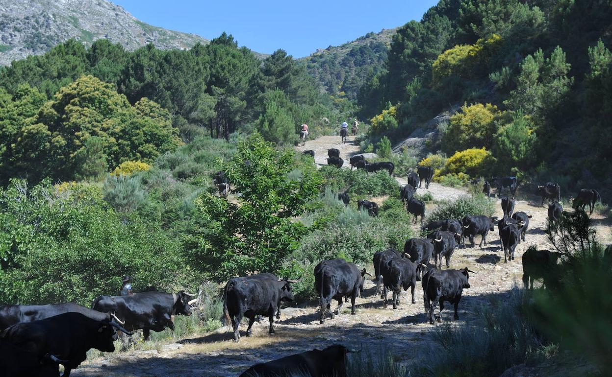 Puerto del Pico, en la Sierra de Gredos (Ávila). 