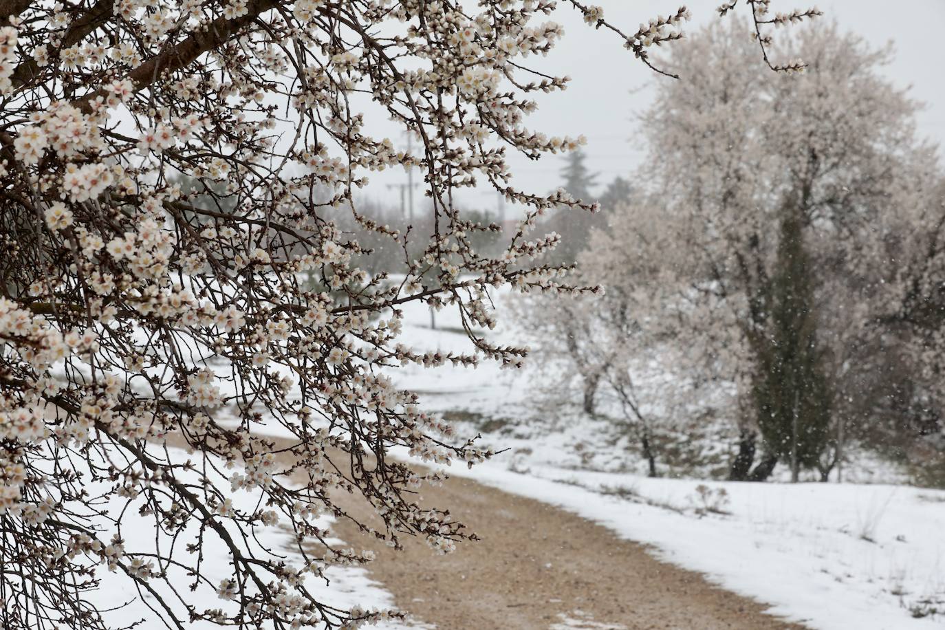 Fotos: Nieva en Valladolid capital