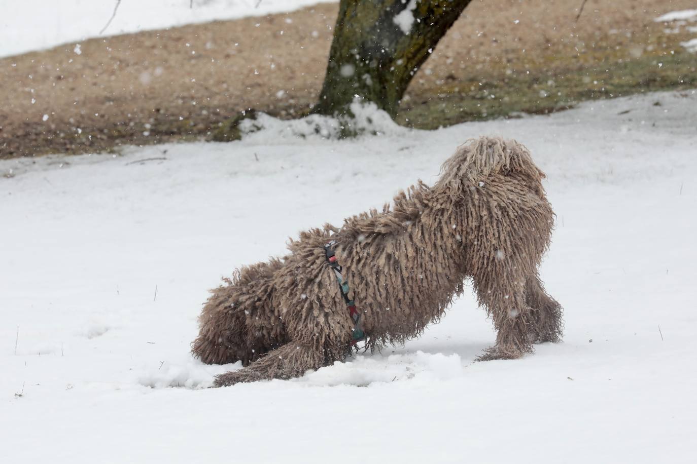 Fotos: Nieva en Valladolid capital