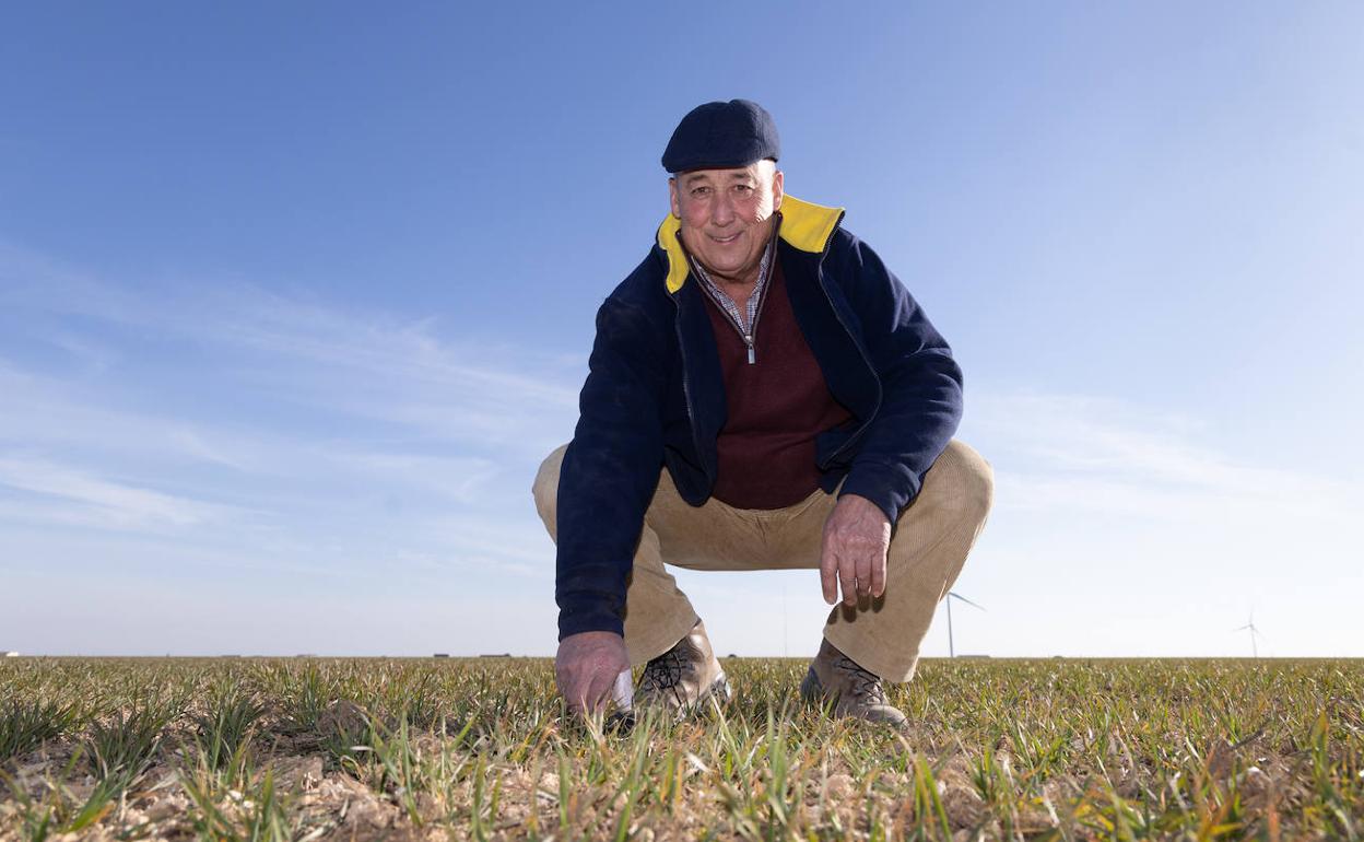 El agricultor Santiago García, en una tierra de trigo que crece con el aporte del compost del CTR. 