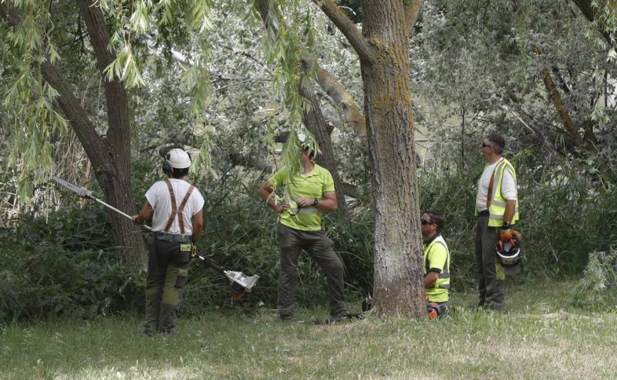 Trabajos de regeneración ambiental iniciados por Tragsa, que están paralizados.