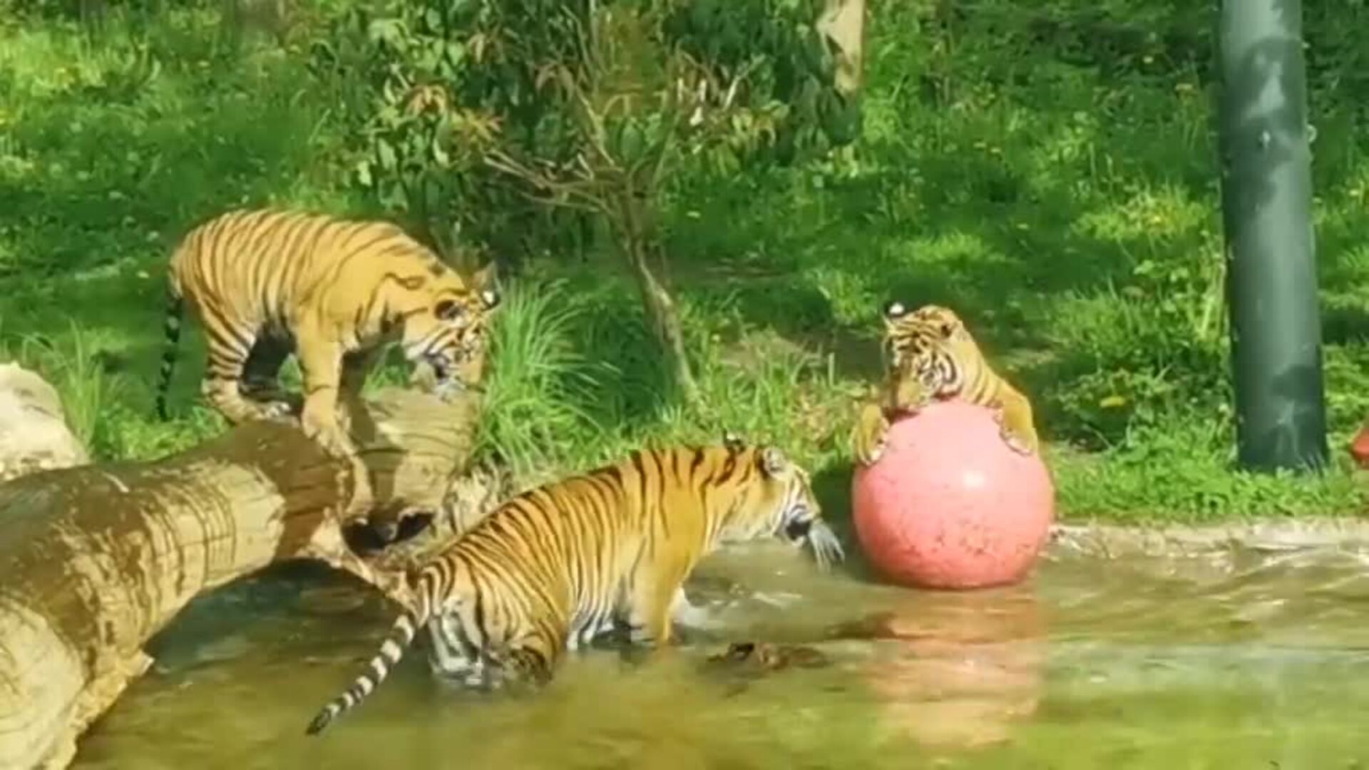 Entrañable imagen de dos cachorros de tigre de Sumatra bañándose por primera vez