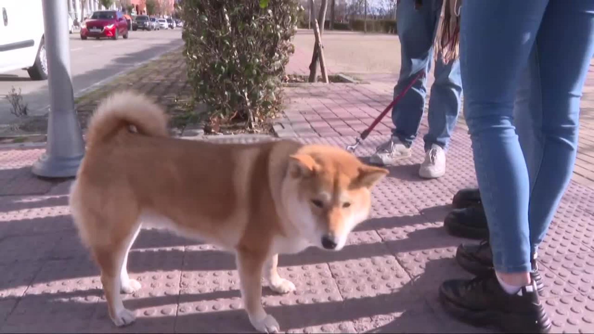 Especialistas recomiendan cada vez más la ortodoncia canina