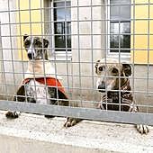 La Protectora de Animales advierte del incremento de los abandonos de perros