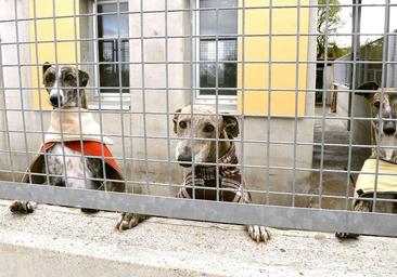 La Protectora de Animales advierte del incremento de los abandonos de perros