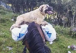 Imagen de Chulo sobre un caballo, cedida por el ganadero.