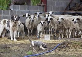 Mastines en una granja ovina.