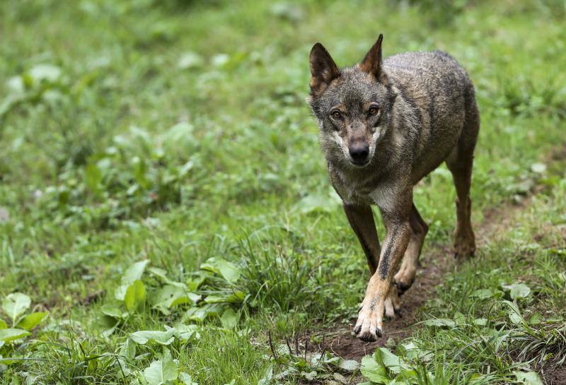 Castilla y León confía en que el Gobierno devuelva las competencias del lobo