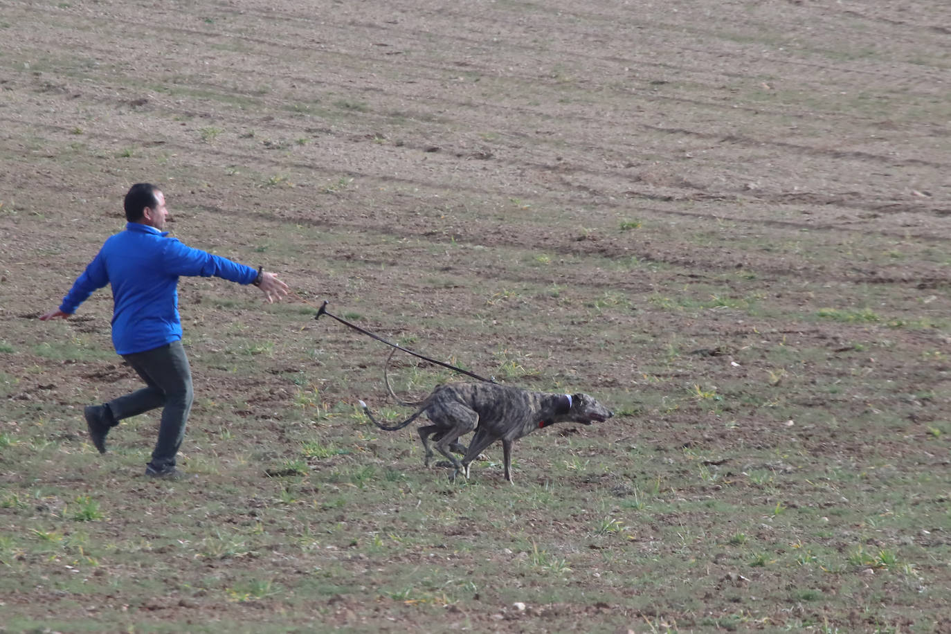 La segunda jornada de octavos del Campeonato de España de Galgos, en imágenes