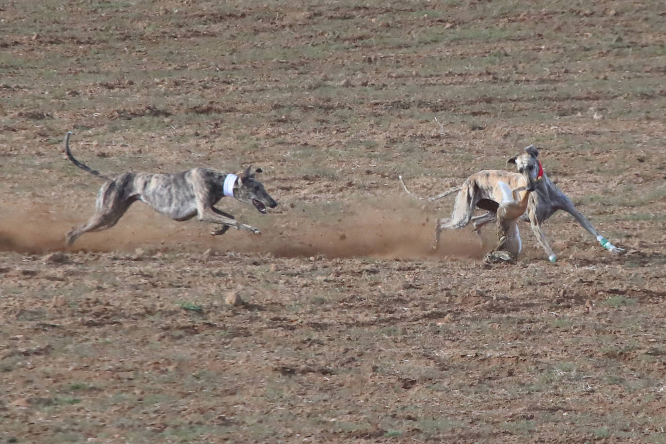 La segunda jornada de octavos del Campeonato de España de Galgos, en imágenes