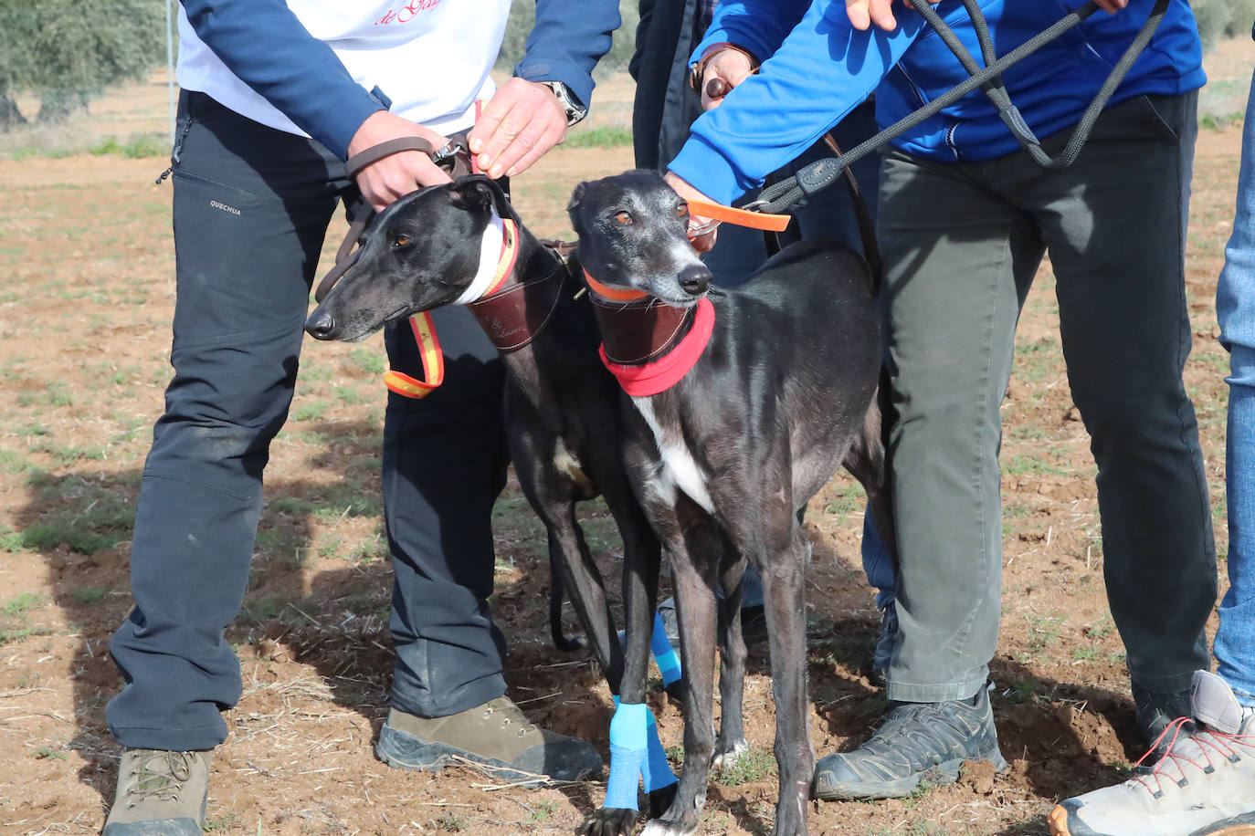 La segunda jornada de octavos del Campeonato de España de Galgos, en imágenes