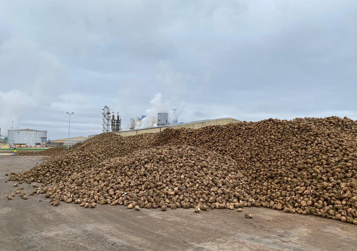 La remolacha ya dispuesta para ser molturada en la fábrica de Acor en Olmedo.