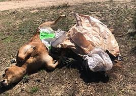 Varios animales muertos como consecuencia de la EHE.