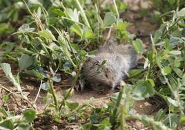 Topillo muerto en el campo.