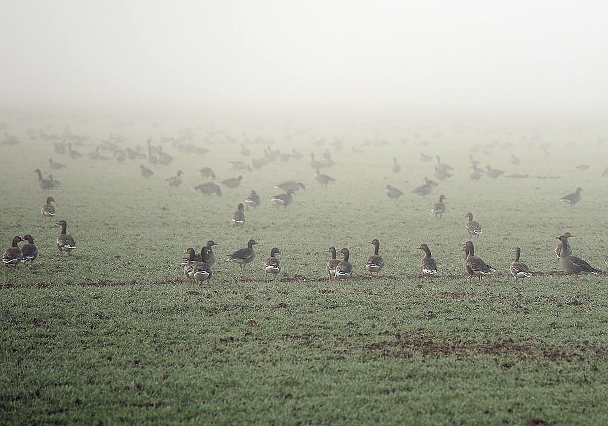 Ánsares en las inmediaciones de una laguna en Fuentes de Nava, en la provincia de Palencia.
