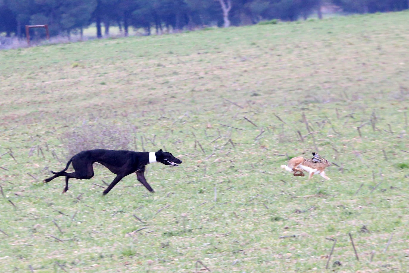 La primera jornada de cuartos de final del Campeonato Nacional de Galgos, en imágenes