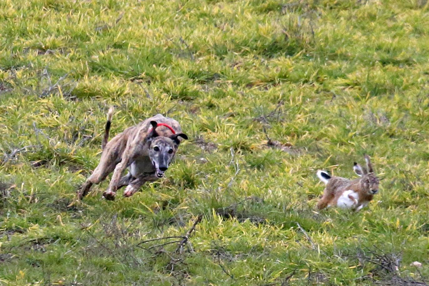 La primera jornada de cuartos de final del Campeonato Nacional de Galgos, en imágenes