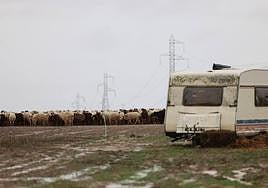 Rebaño de ovejas que custodiaban los perros que atacaron mortalmente a la joven en Roales del Pan.