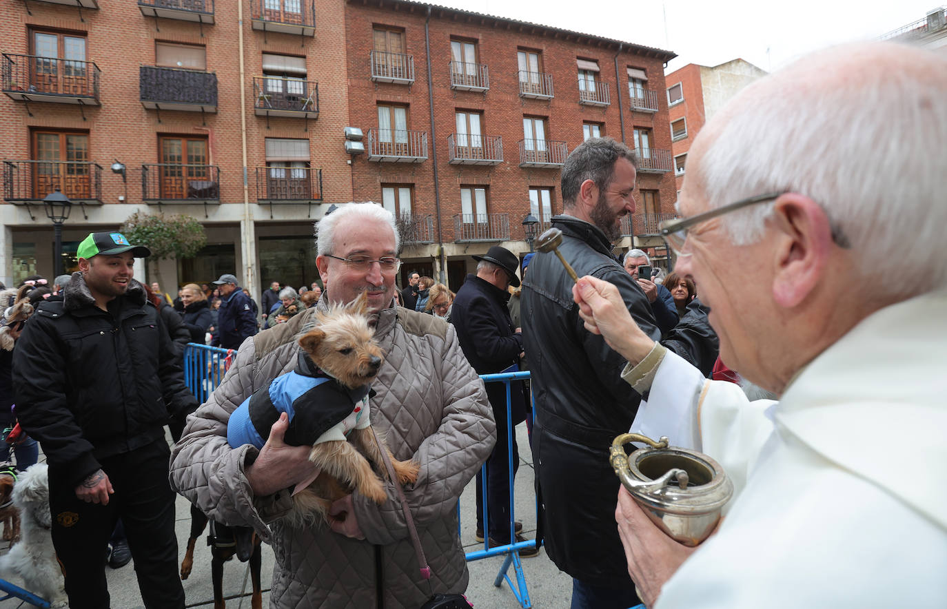 Las mascotas reciben la bendición de San Antón en la iglesia de San Miguel