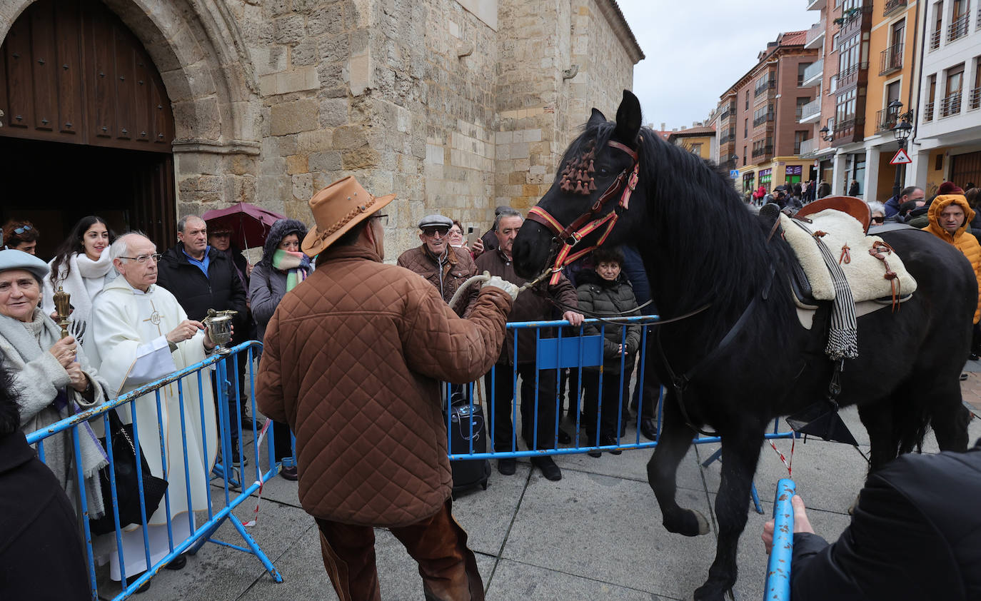 Las mascotas reciben la bendición de San Antón en la iglesia de San Miguel