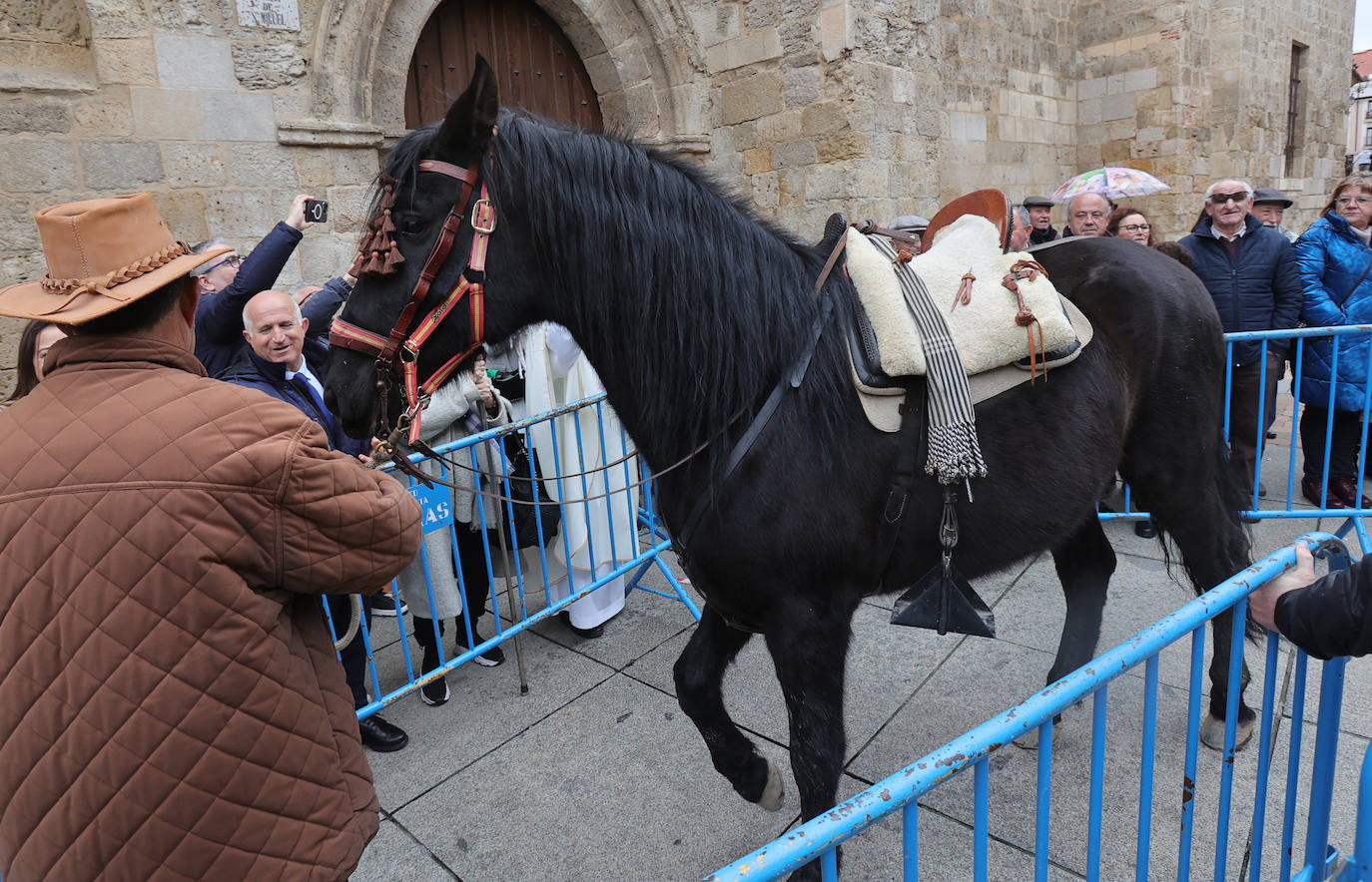 Las mascotas reciben la bendición de San Antón en la iglesia de San Miguel