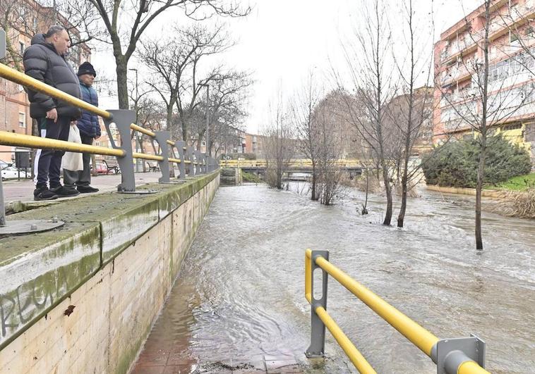 El Esgueva anega sus paseos inferiores y casi llena su cauce entre Pilarica y Pajarillos.