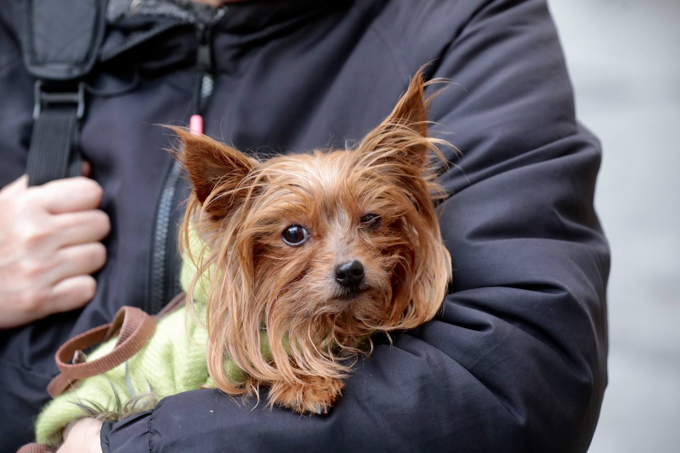 Uno de los perros que esperaba ante la iglesia.