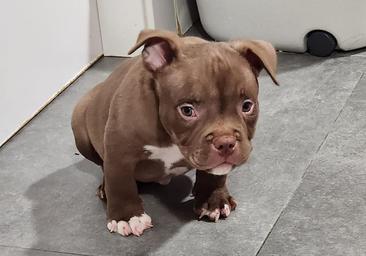 Cómo saber si tu perro tiene fiebre