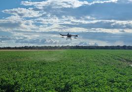 Tratamiento de patatas con drones.