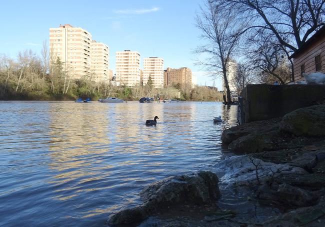 El Pisuega, bajo el puente de Poniente, este jueves.