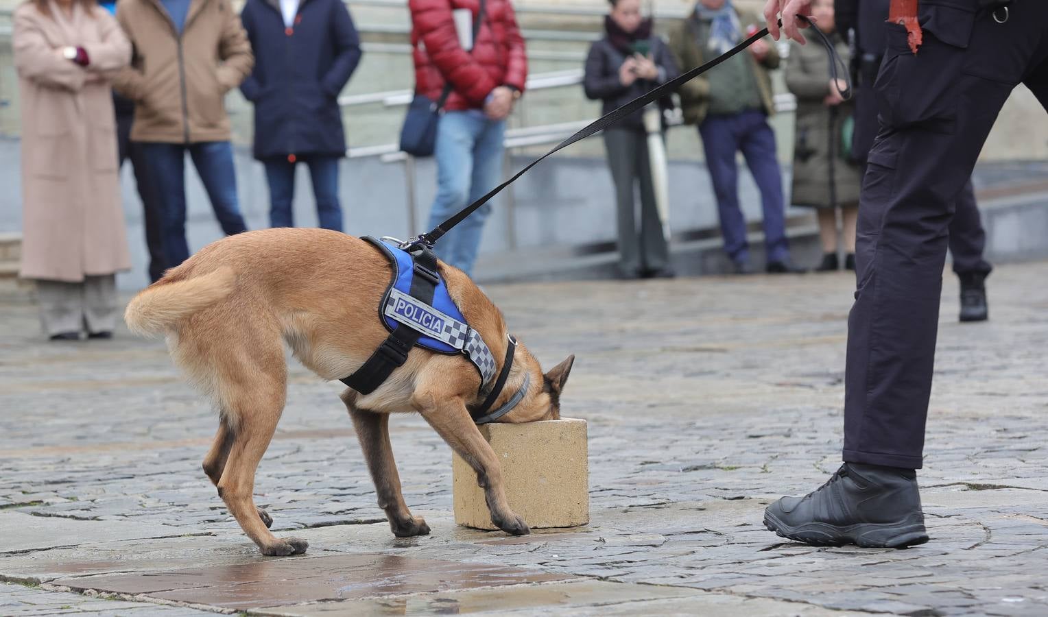 Palencia estrena la Unidad Canina con tres perros policía