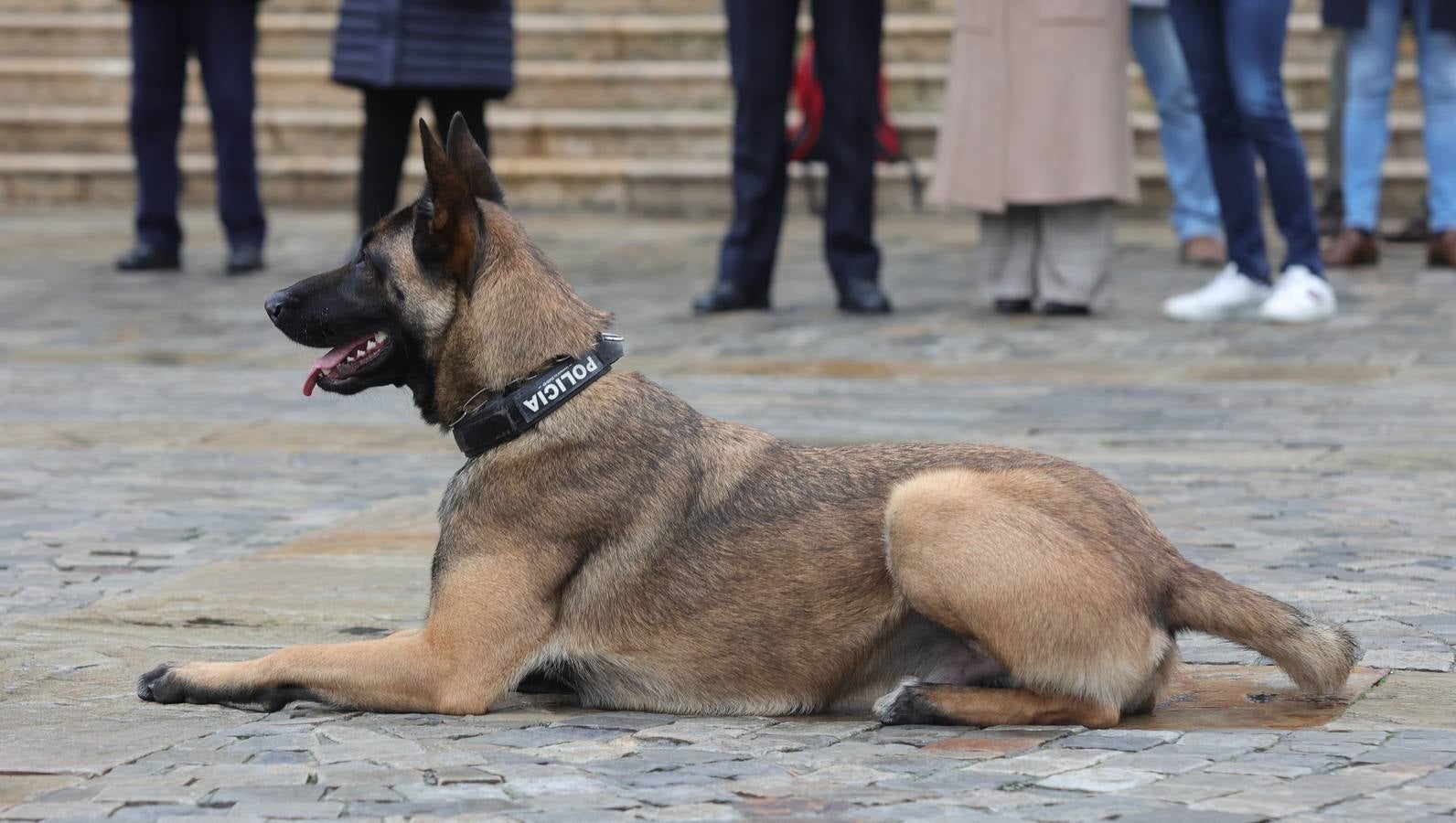 Palencia estrena la Unidad Canina con tres perros policía