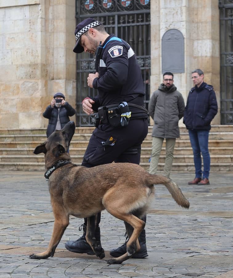 Palencia estrena la Unidad Canina con tres perros policía