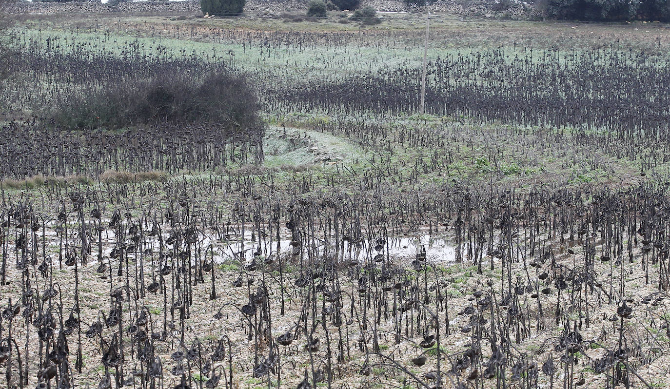 Inundaciones por el desembalse de Burgomillodo