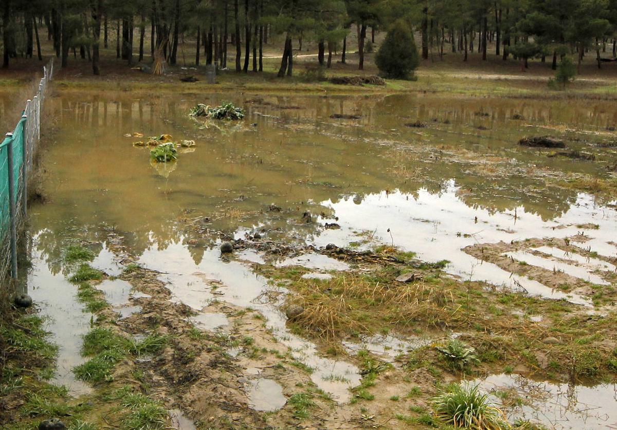 Huerta anegada por el agua en Carrascal del Río, este martes.