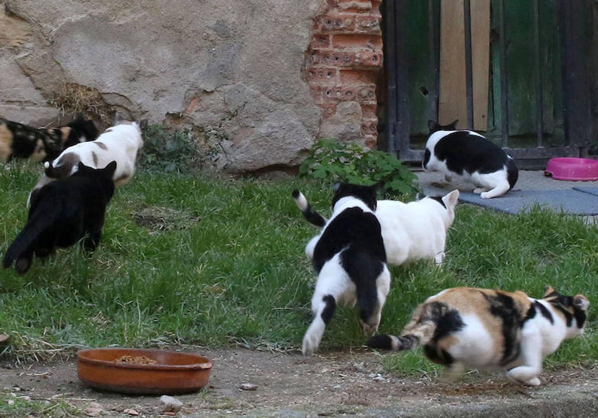 Colonia de gatos en la capital.