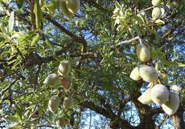 La almendra no remonta