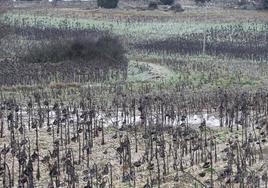 Campos inundados por el Duratón tras el paso de la borrasca Juan en la provincia de Segovia.