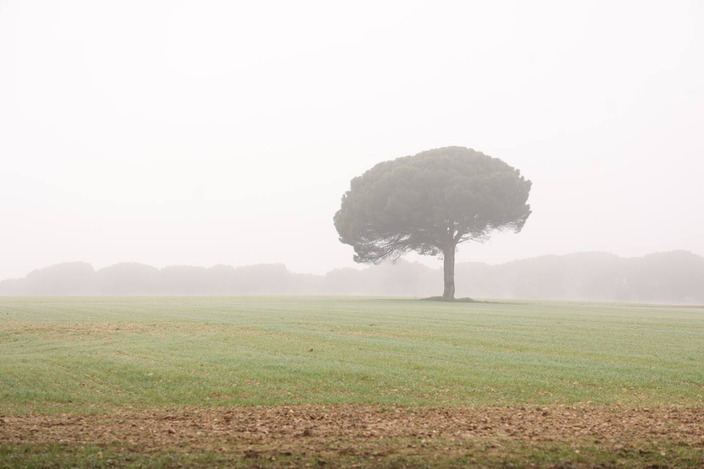 Pinar de Antequera