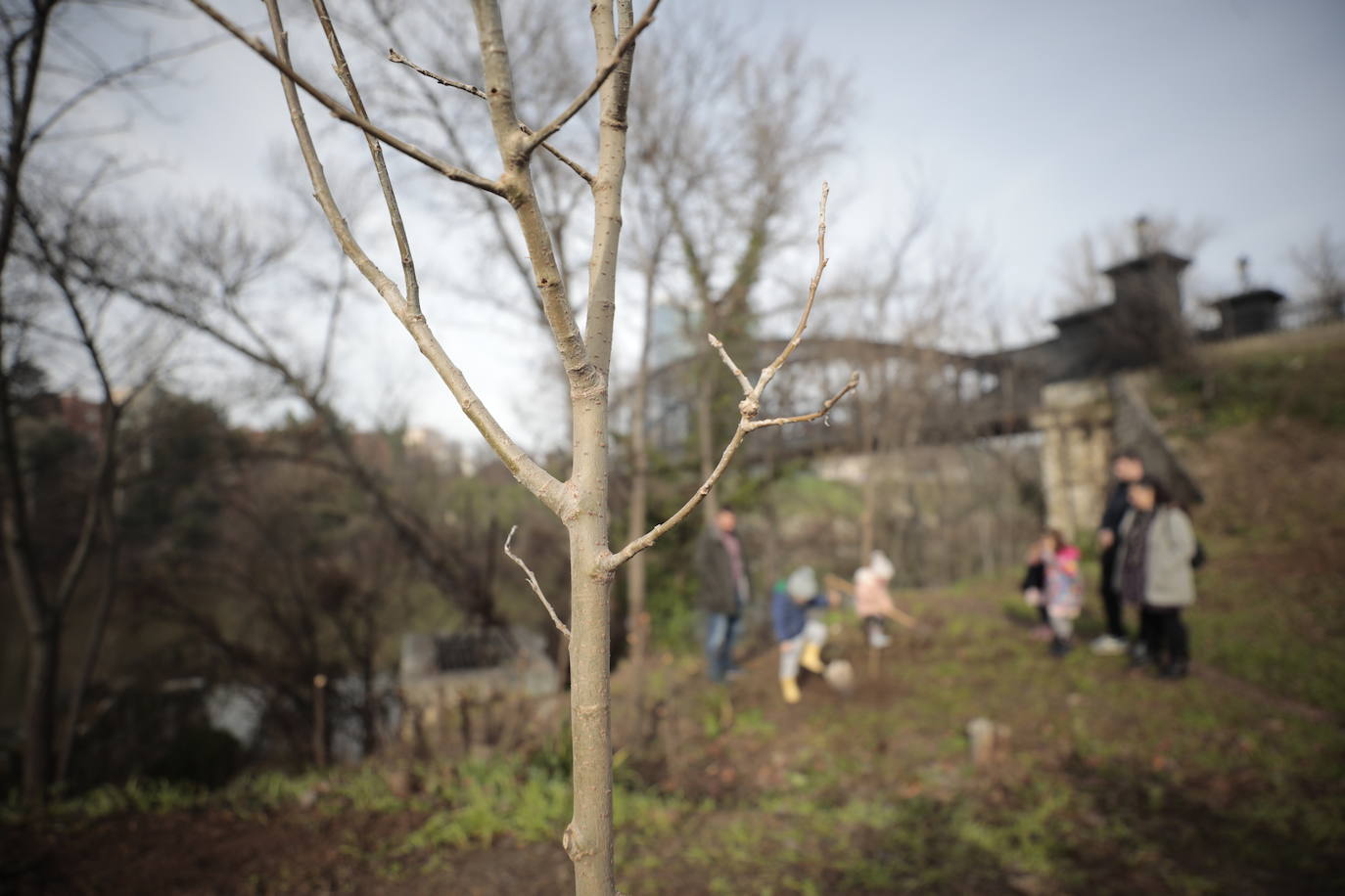 Las imágenes de la reforestación en la ribera del Pisuerga