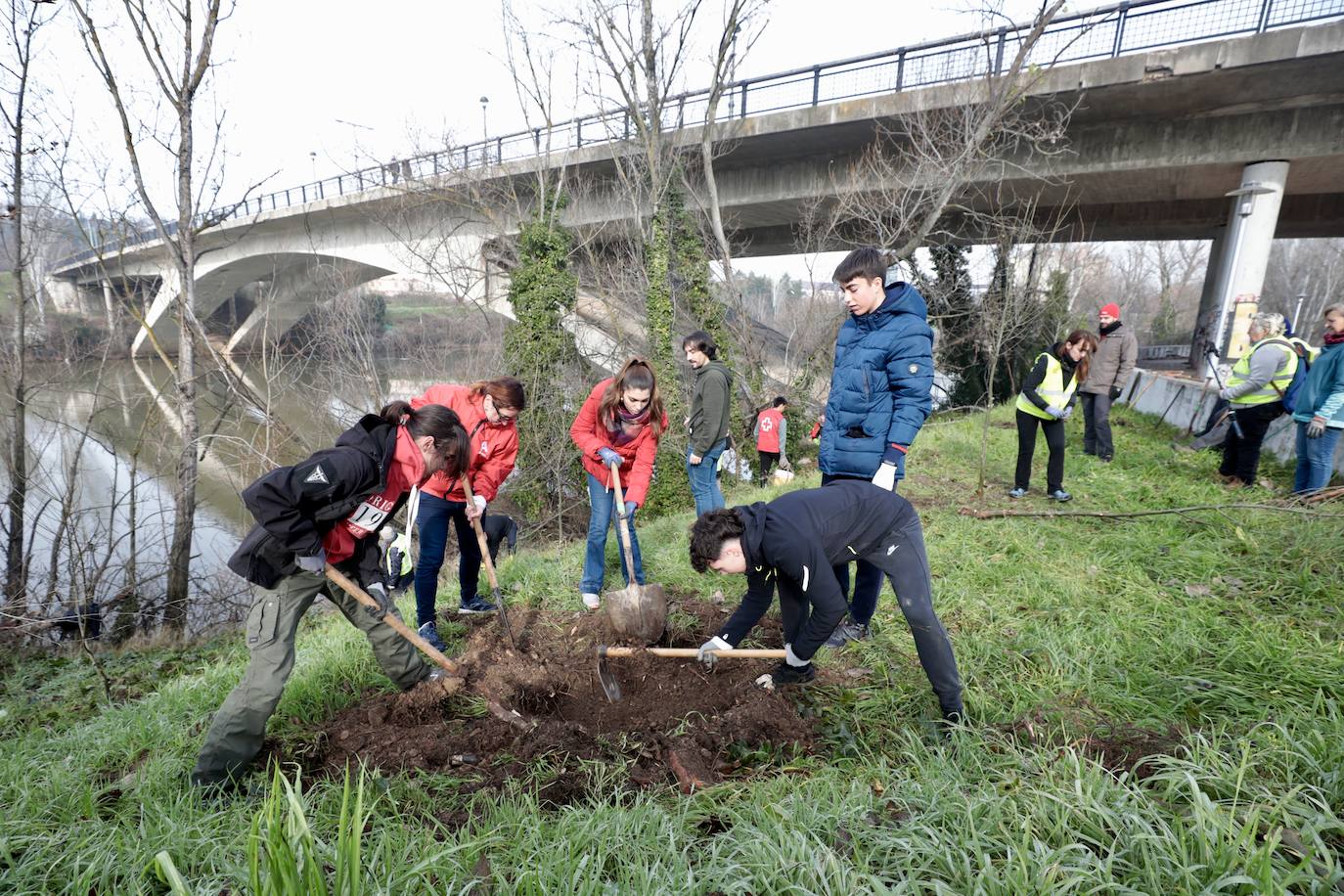 Las imágenes de la reforestación en la ribera del Pisuerga