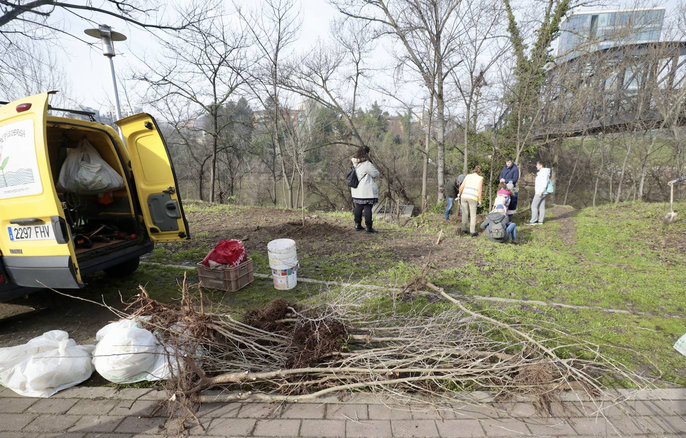 Las imágenes de la reforestación en la ribera del Pisuerga