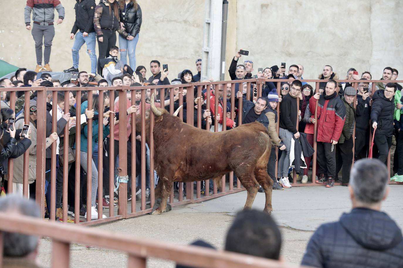 Encierro del toro del Arrope en Siete Iglesias de Trabancos