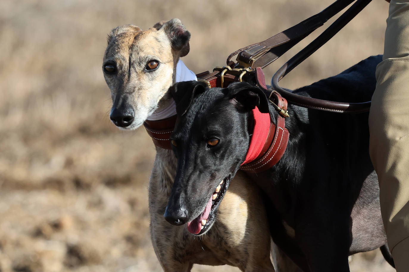 Tercera jornada de los cuartos de final del Campeonato Nacional de Galgos