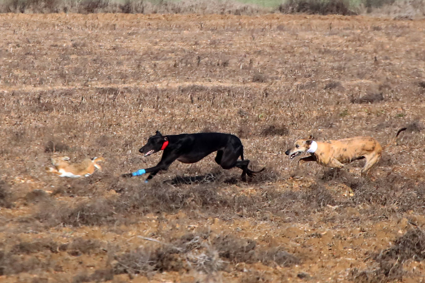 Tercera jornada de los cuartos de final del Campeonato Nacional de Galgos