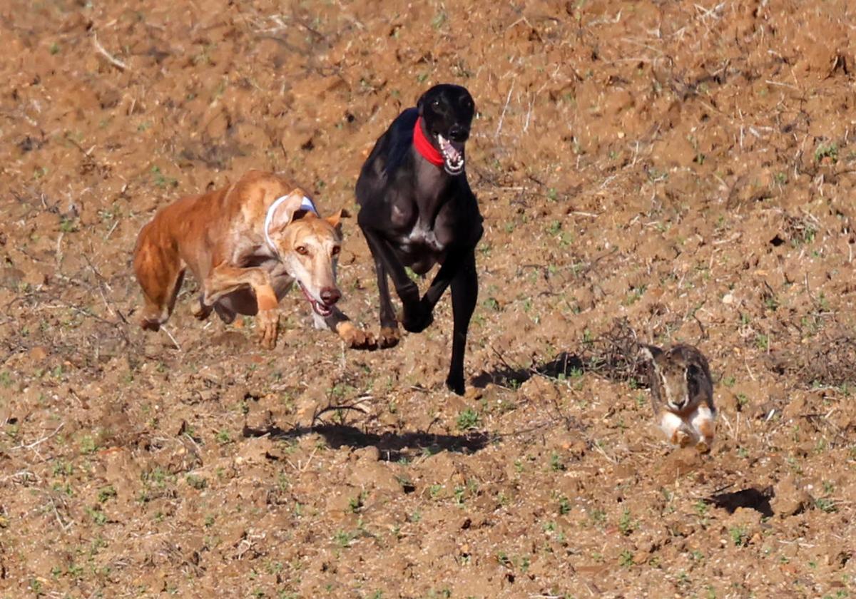 Cuartos de final del Campeonato Nacional de Galgos en Nava del Rey