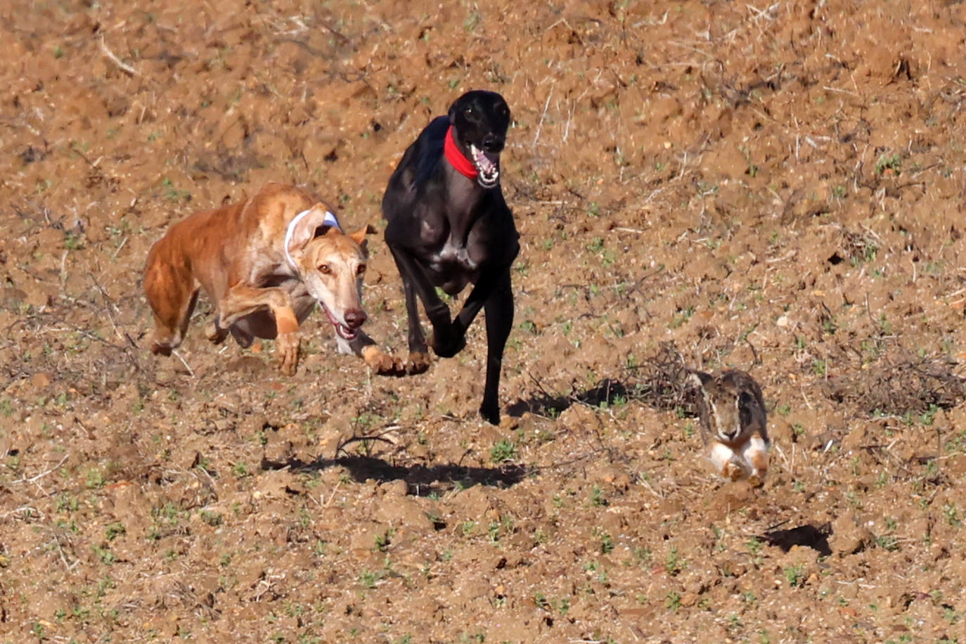 Tercera jornada de los cuartos de final del Campeonato Nacional de Galgos