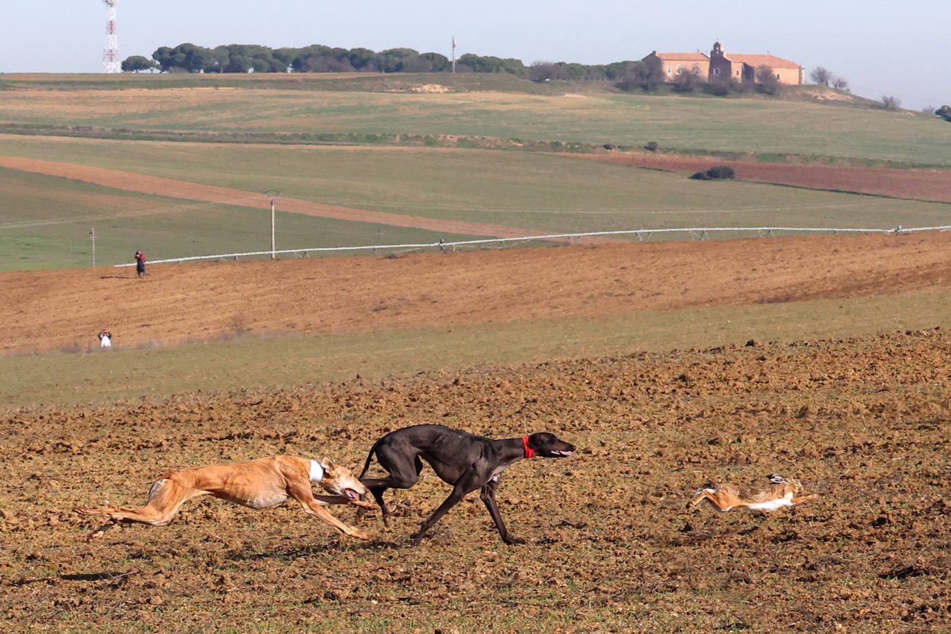 Tercera jornada de los cuartos de final del Campeonato Nacional de Galgos