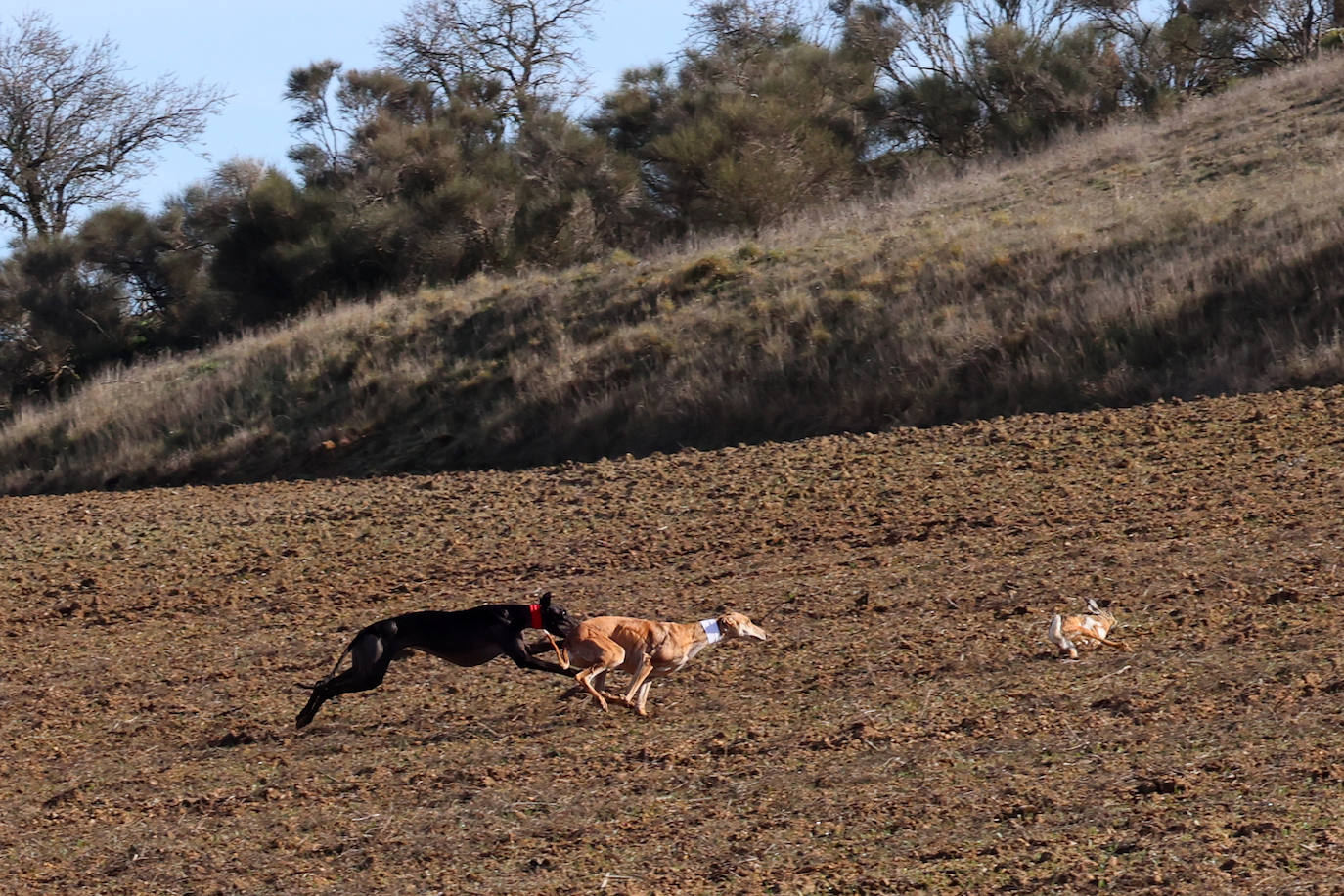 Tercera jornada de los cuartos de final del Campeonato Nacional de Galgos